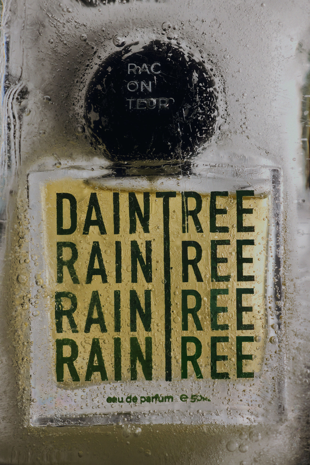 DAINTREE RAIN TREE